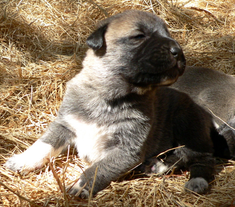   Puppy 6 on 3/1/2011, Female, Grey Fawn/Black Mask Nazik/Kizzie 2/13/2011 litter !!!)