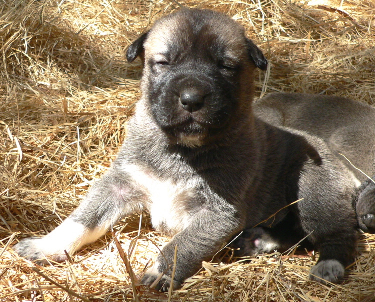   Puppy 6 on 3/1/2011, Female, Grey Fawn/Black Mask Nazik/Kizzie 2/13/2011 litter !!!)