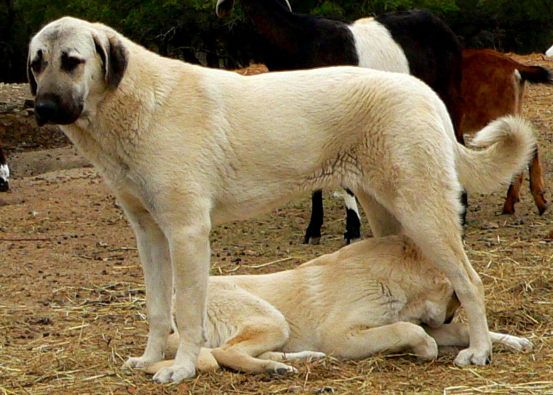 LUCKY HIT DivaKiz SONRA on 1/8/2012 in the 
		pasture with goats, ducks, geese, and an Anatolian puppy