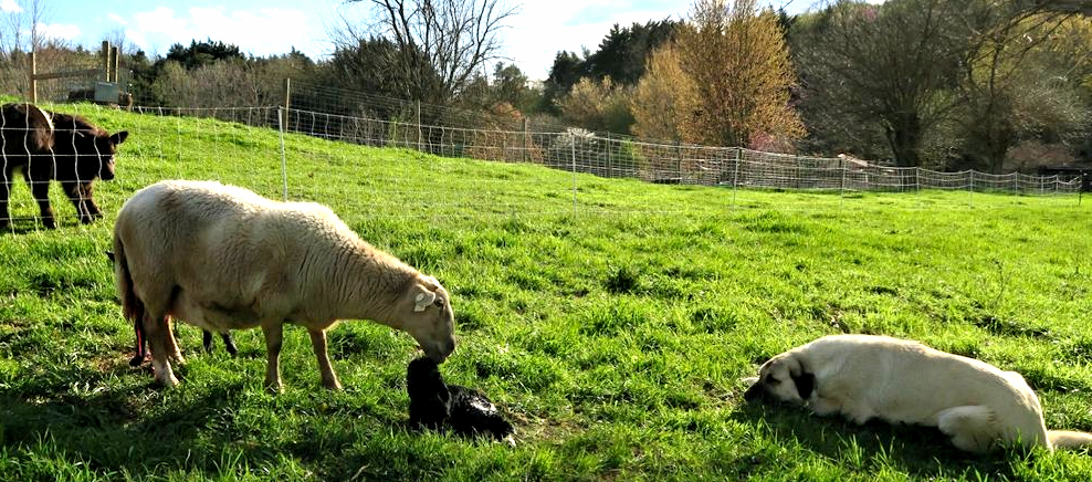 An Anatolian at CEDAR RISE Anatolians watching over a sheep giving birth