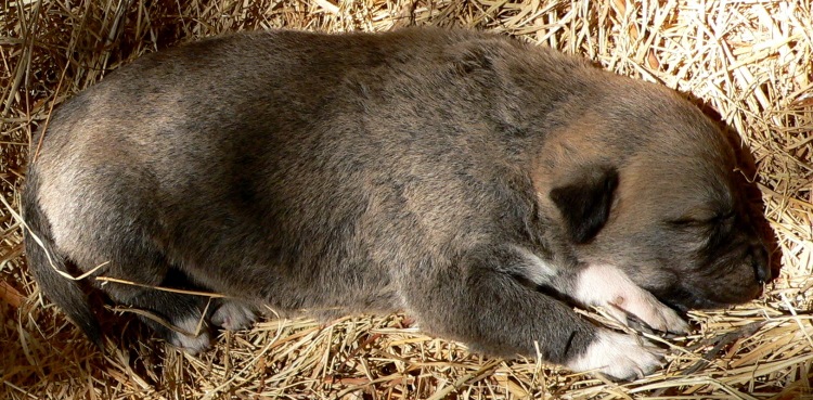   Puppy 7, Male, on 3/1/2011 Grey Fawn/Black Mask Nazik/Kizzie 2/13/2011 litter !!!)