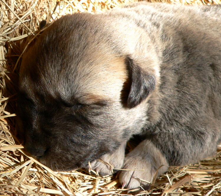   Puppy 7, Male, on 3/1/2011 Grey Fawn/Black Mask Nazik/Kizzie 2/13/2011 litter !!!)
