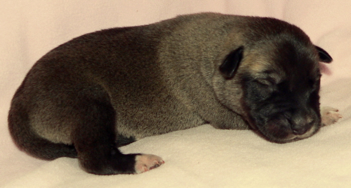 Puppy 8 from February 13,2011 litter at 5 days