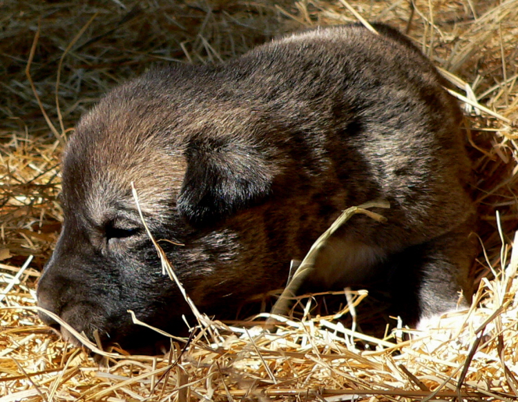   Puppy 8, Male, on 3/1/2011 Grey Fawn/Black Mask Nazik/Kizzie 2/13/2011 litter !!!)