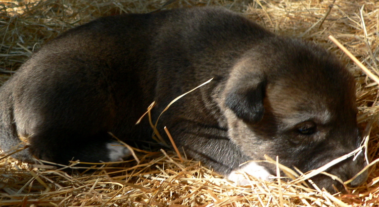   Puppy 8, Male, on 3/1/2011 Grey Fawn/Black Mask Nazik/Kizzie 2/13/2011 litter !!!)