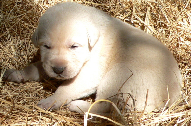   Puppy 9, on 3/1/2011 Female, Biscuit and White Nazik/Kizzie 2/13/2011 litter !!!)