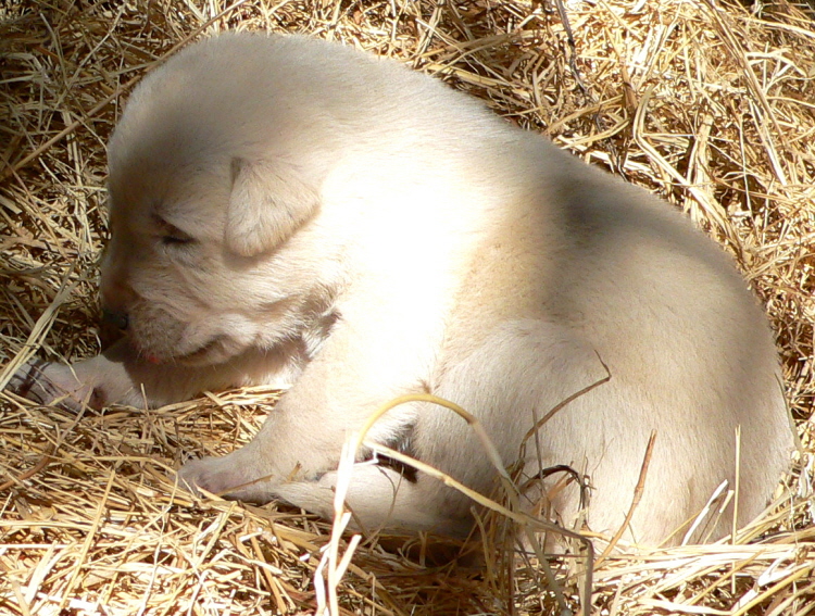   Puppy 9, on 3/1/2011 Female, Biscuit and White Nazik/Kizzie 2/13/2011 litter !!!)