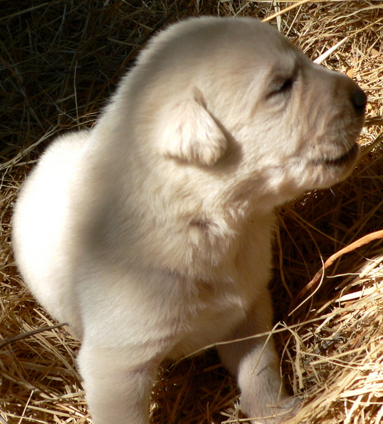   Puppy 9, on 3/1/2011 Female, Biscuit and White Nazik/Kizzie 2/13/2011 litter !!!)