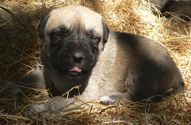   Puppy 10, Male, on 3/1/2011 Grey Fawn/Black Mask Nazik/Kizzie 2/13/2011 litter !!!)