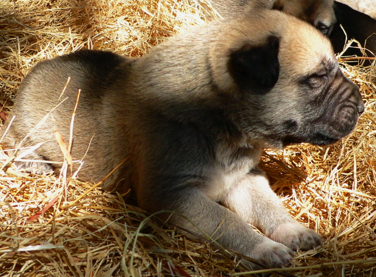   Puppy 10, Male, on 3/1/2011 Grey Fawn/Black Mask Nazik/Kizzie 2/13/2011 litter !!!)