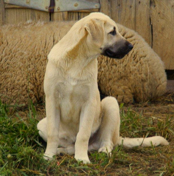    Rondo, 16 weeks, from Nazik/Kizzie 2/13/2011 litter !!!)