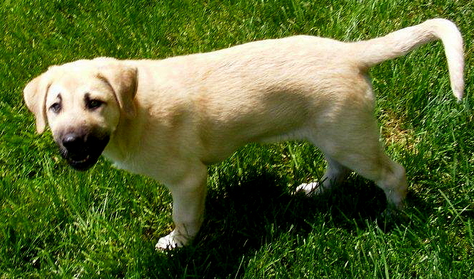    Rondo, 16 weeks, from Nazik/Kizzie 2/13/2011 litter !!!)