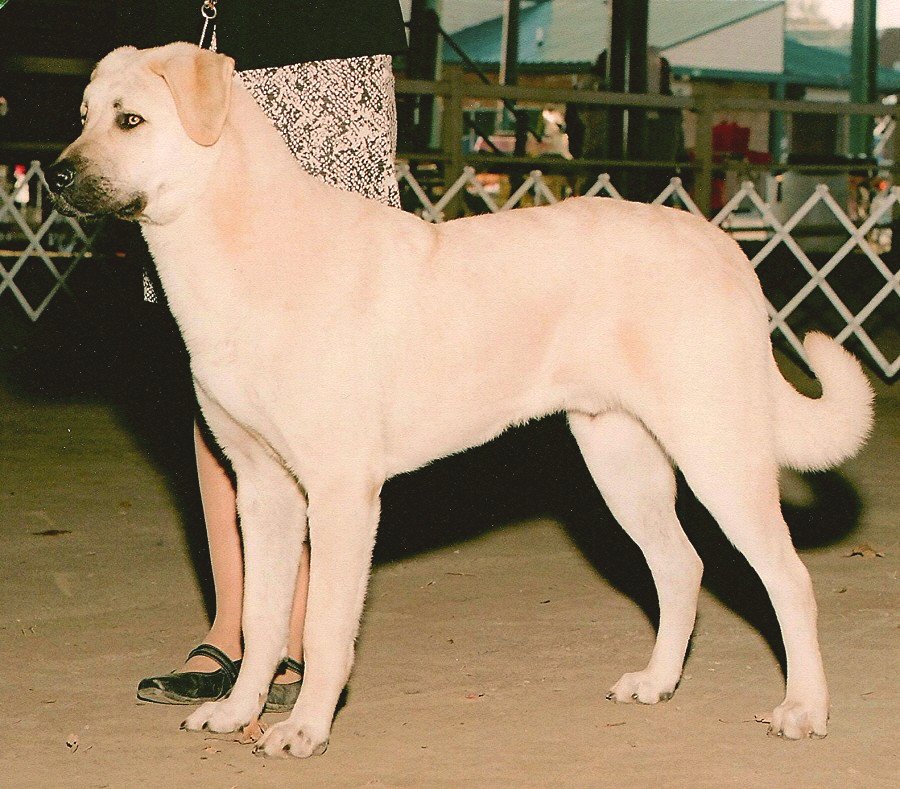    Rondo, BOS over two CHAMPION SPECIALS from 6-9 Puppy Class !!!)