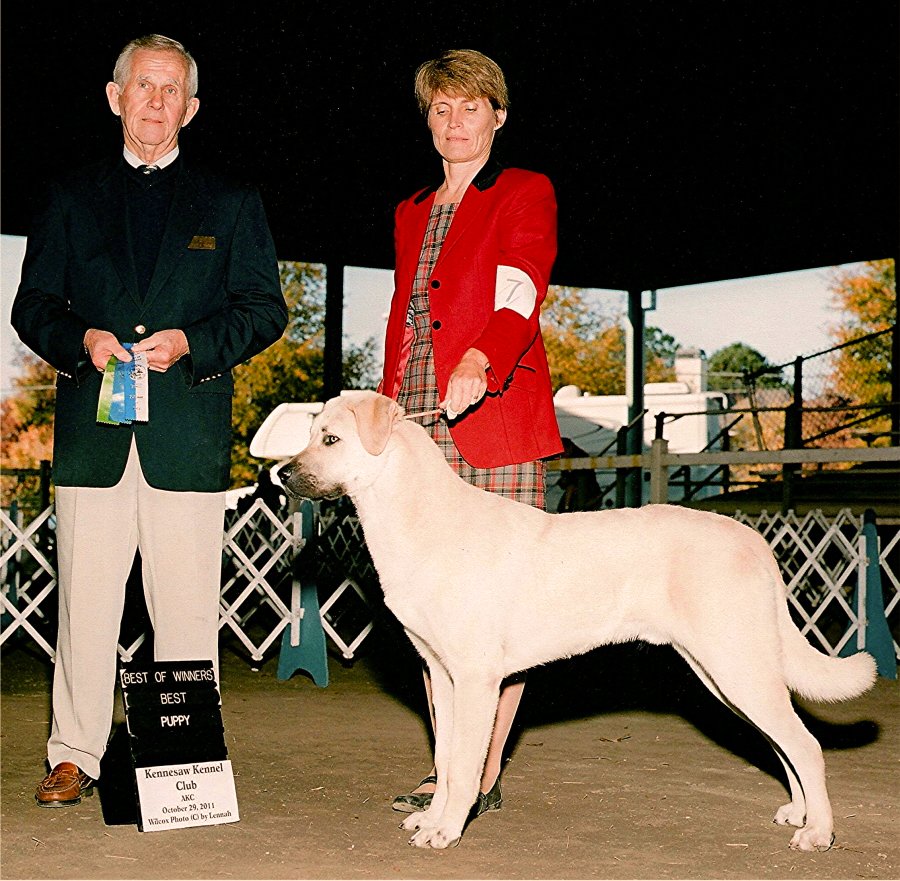    Rondo, BEST OF WINNERS and a THREE POINT MAJOR from 6-9 Puppy Class !!!)