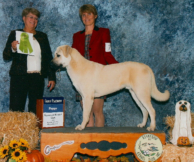    Rondo, GROUP 3 PUPPY from 6-9 Puppy Class !!!)