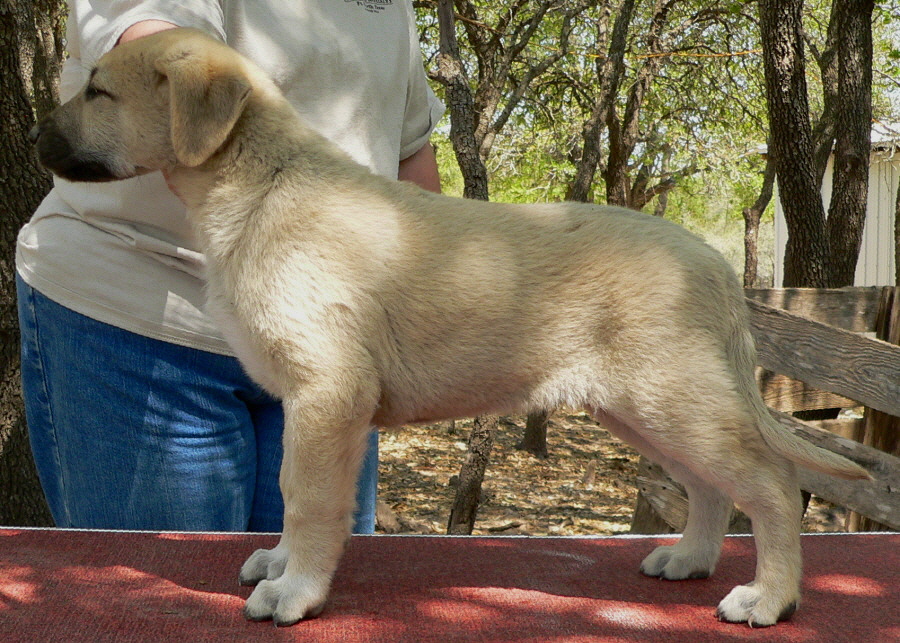  Rondo, Male, on 4/10/2011, 8 wks, Grey Fawn/Black Mask Nazik/Kizzie 2/13/2011 litter  !!!)