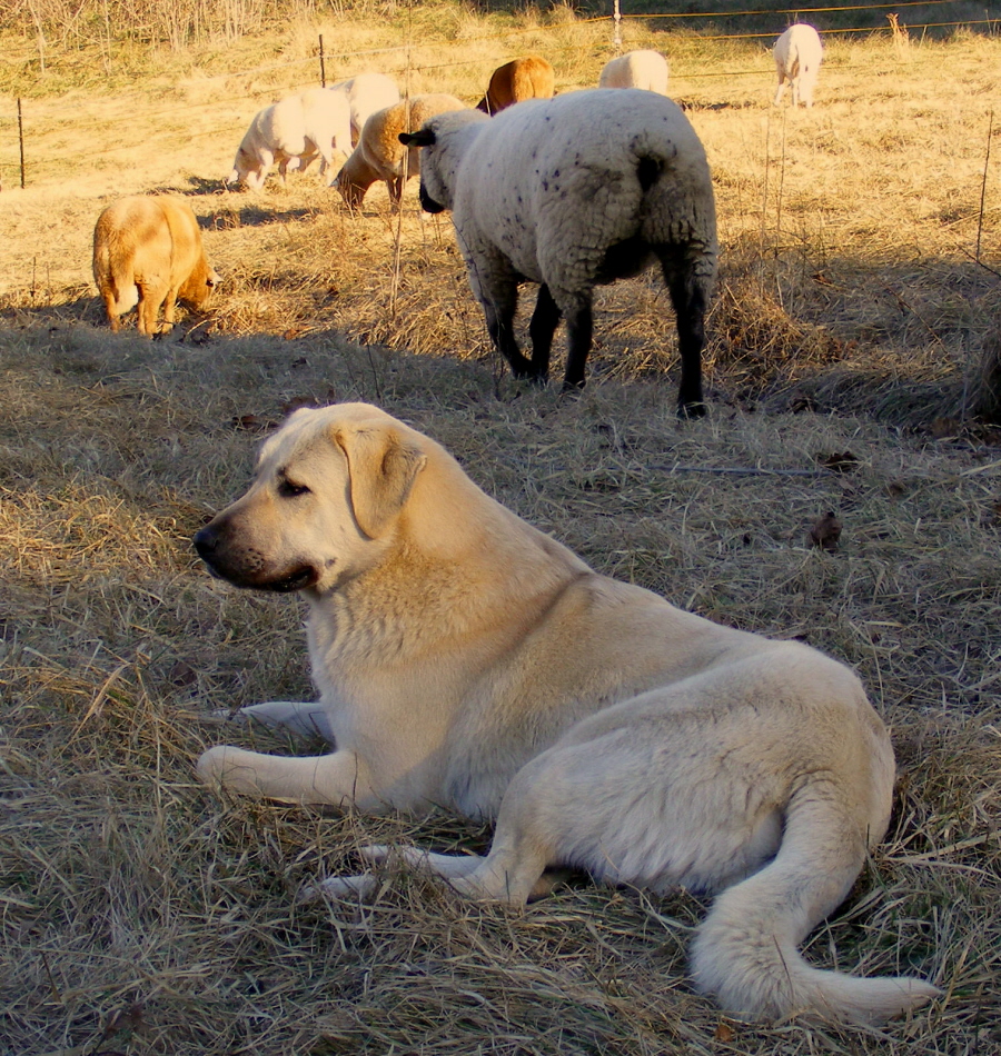    Rondo guards sheep and chickens!!!)