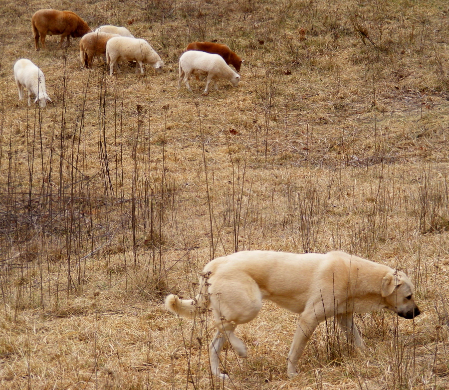    Rondo guards sheep and chickens!!!)