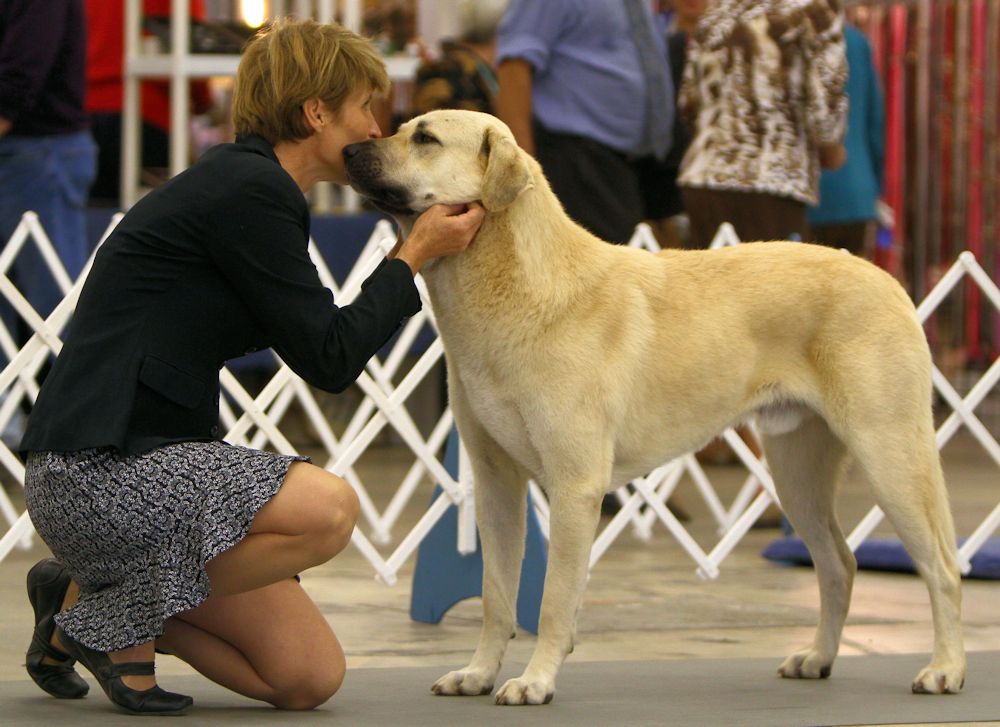    Rondo is a GREAT SHOW DOG!!!)