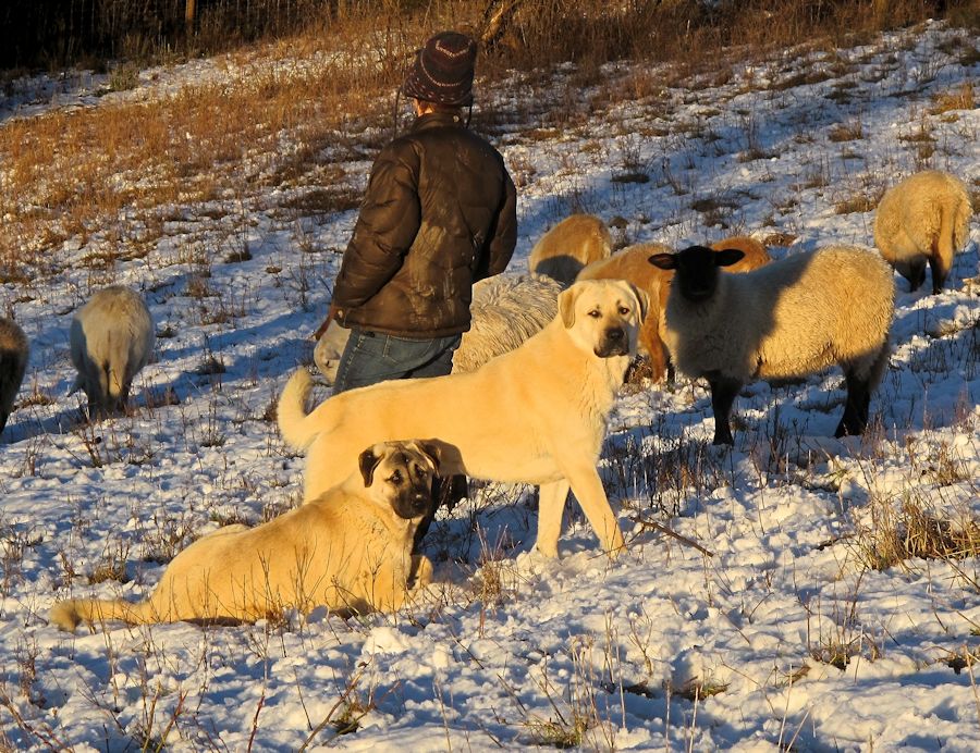    Rondo with half sister Rana and Leslie in the pasture!!!)