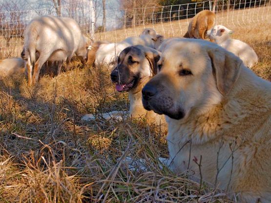    Rondo with half sister Rana and Leslie in the pasture!!!)