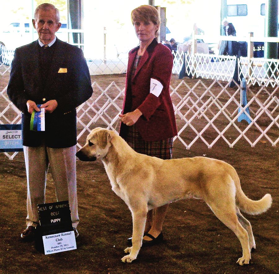    Rondo, BEST OF WINNERS and a THREE POINT MAJOR from 6-9 Puppy Class !!!)