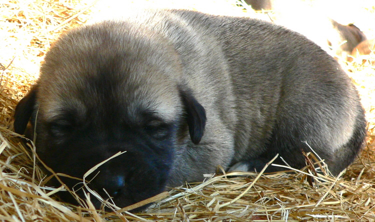   Puppy 11, Female, on 3/1/2011 Grey Fawn/Black Mask Nazik/Kizzie 2/13/2011 litter !!!)