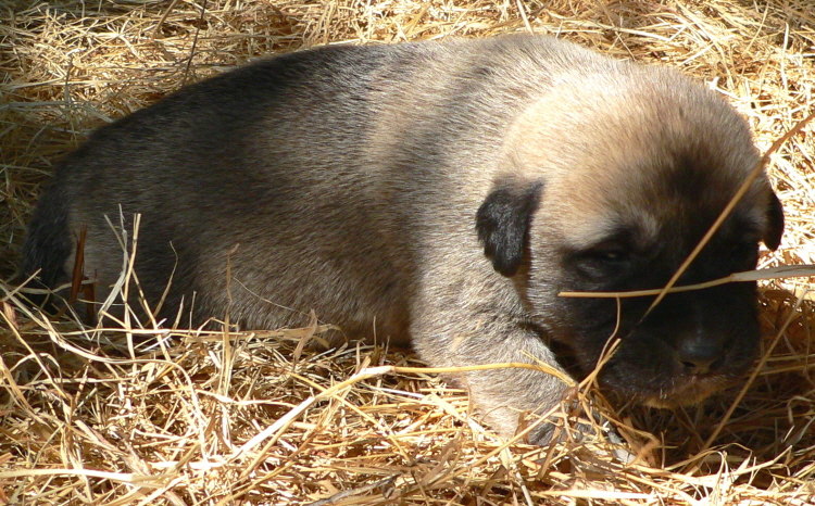   Puppy 11, Female, on 3/1/2011 Grey Fawn/Black Mask Nazik/Kizzie 2/13/2011 litter !!!)
