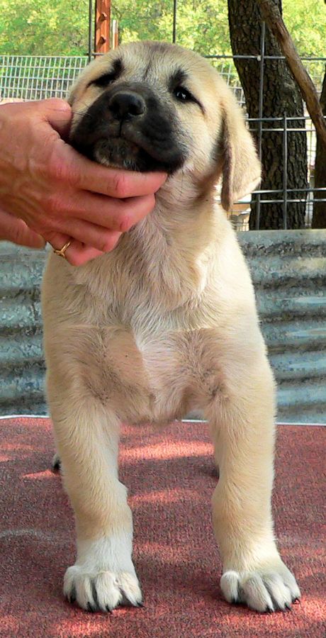   Kasif - Puppy 11, Female, on 4/10/2011 Grey Fawn/Black Mask Nazik/Kizzie 2/13/2011 litter !!!)