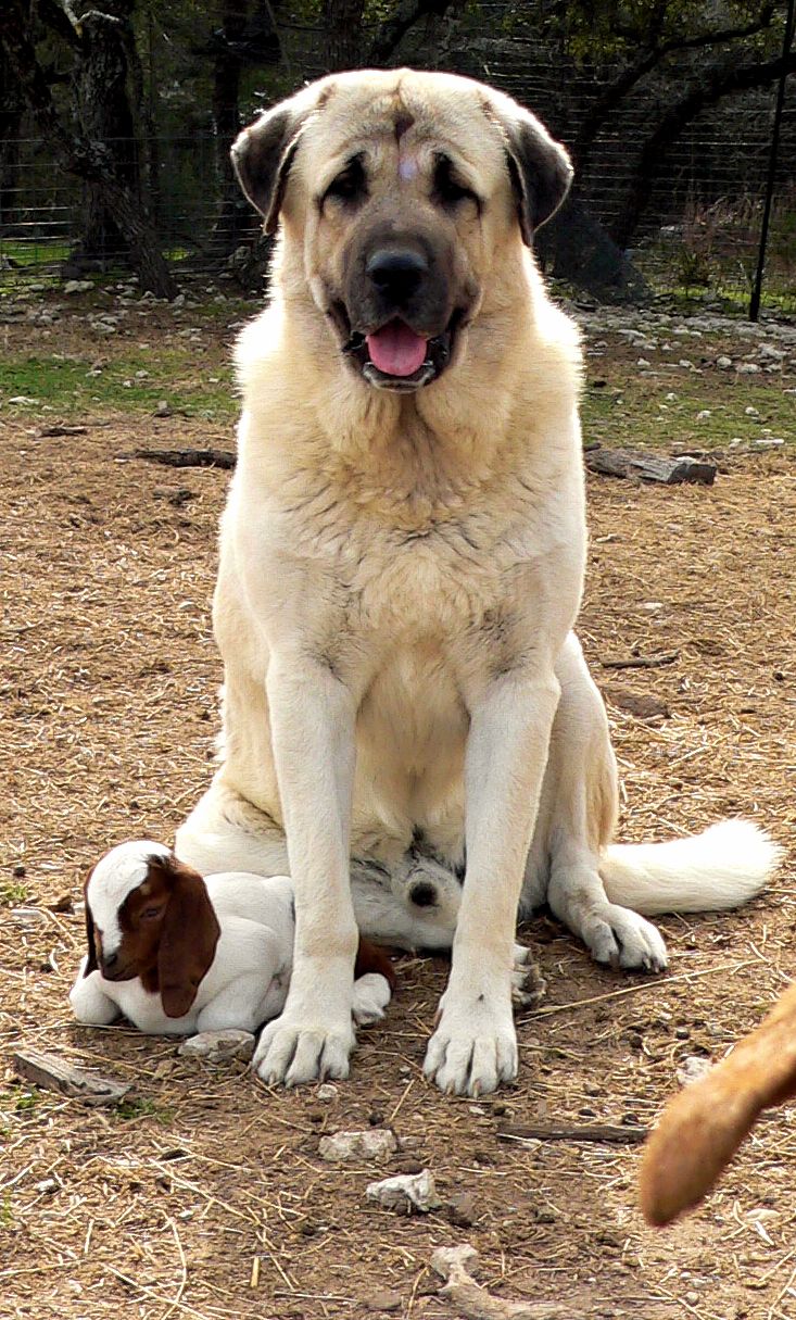 show me an anatolian shepherd