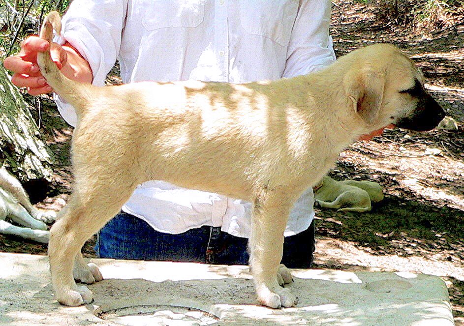 Lucky Hit Kuvvet AKIS - Puppy 1 from April 29, 2012 litter