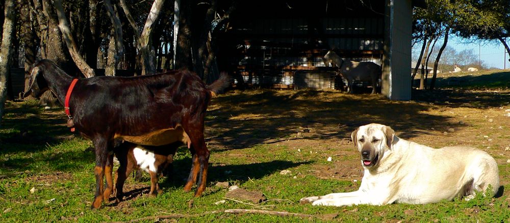 Lucky Hit Kuvvet Akis guarding a nubian goat while birthing twins