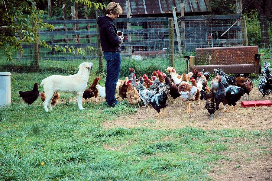 CHAMPION Lucky Hit Kuvvet MIA Makes the Case at four months with Leslie and her chickens