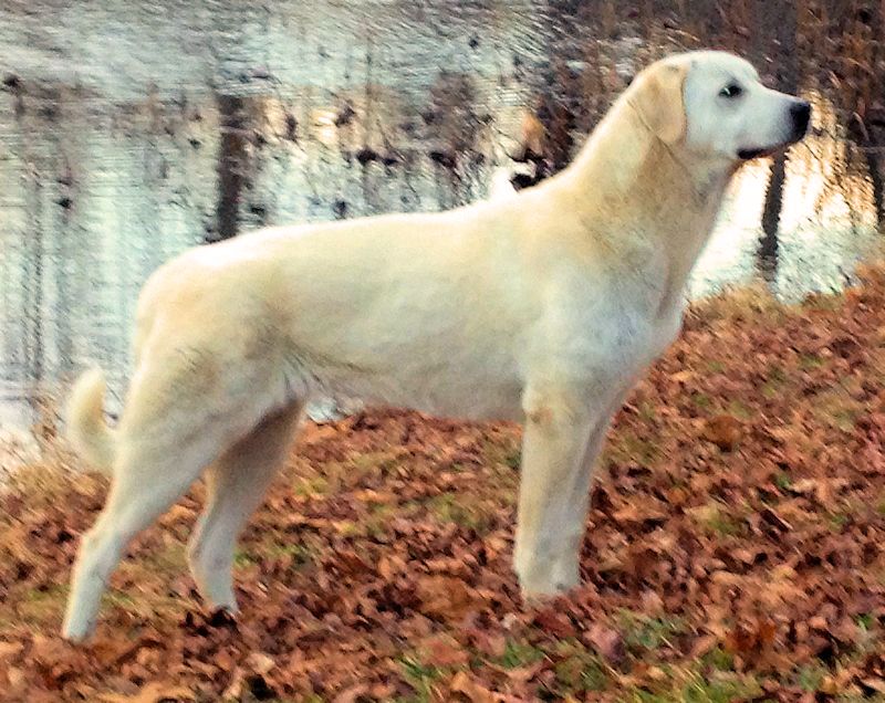 MIA SOON AFTER TAKING BEST OF BREED AT HER FIRST SHOW WHEN EIGHT MONTHS OLD!!!)