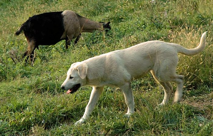 CHAMPION Lucky Hit Kuvvet MIA Makes the Case on September 21, 2012 with one of her goats