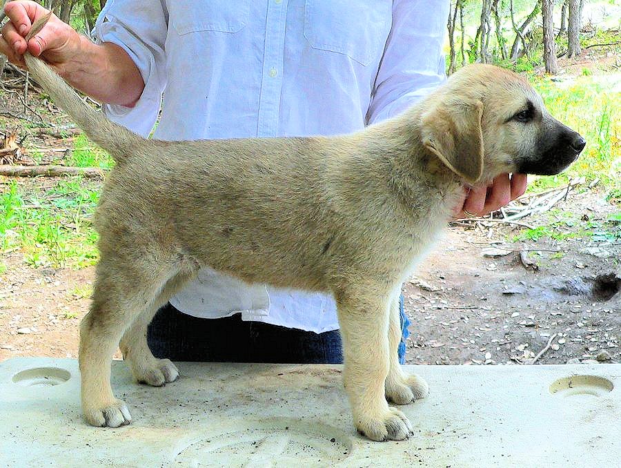 Puppy 5 from April 29, 2012 litter