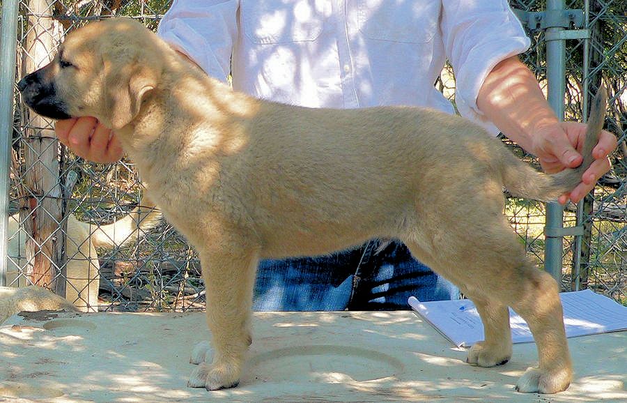 Lucky Hit Kuvvet KIBAR - Puppy 6 from April 29, 2012 litter
