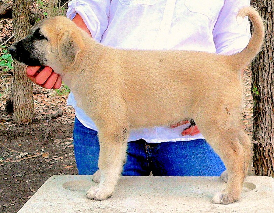 Lucky Hit Kuvvet OLAN - Puppy 7 from April 29, 2012 litter