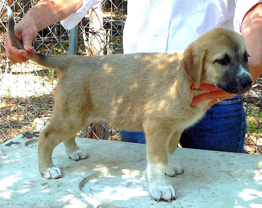 Lucky Hit Kuvvet DROVER - Puppy 9 from April 29, 2012 litter