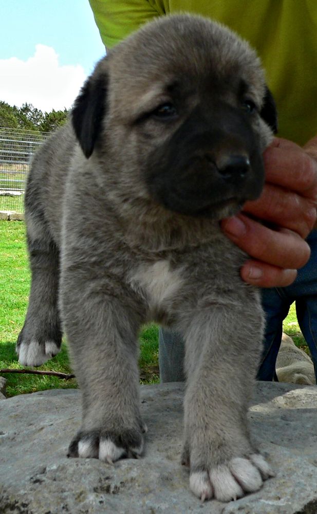 Tiny Toes, Female Puppy 1, at Four Weeks on 8/29/2014 from Kibar/Leydi 8/1/2014 litter