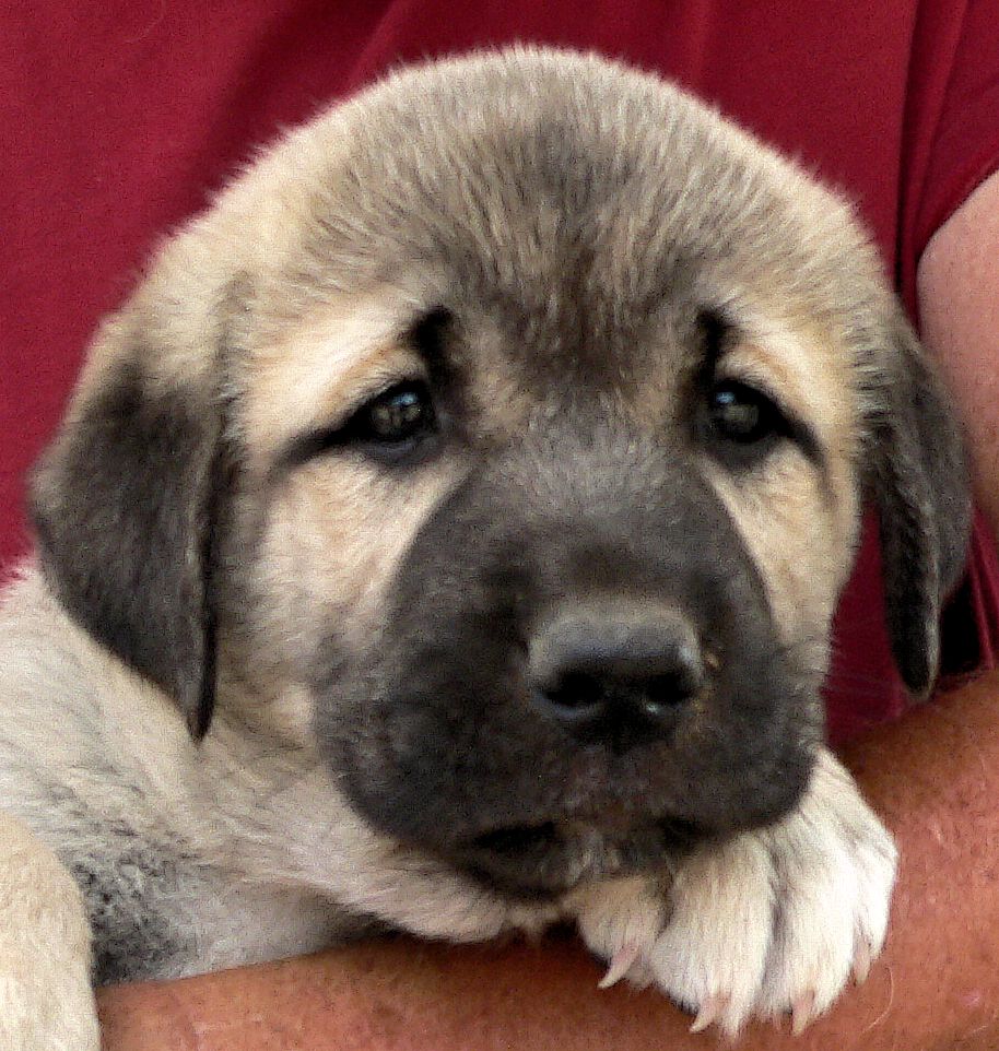 Tiny Toes, Female Puppy 1, at Six Weeks on 9/12/2014 from Kibar/Leydi 8/1/2014 litter