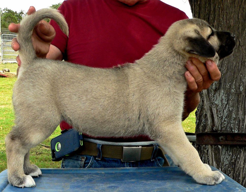 Tiny Toes, Female Puppy 1, at Six Weeks on 9/12/2014 from Kibar/Leydi 8/1/2014 litter