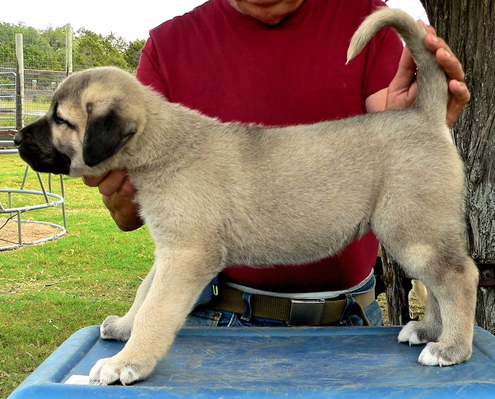 Tiny Toes, Female Puppy 1, at Six Weeks on 9/12/2014 from Kibar/Leydi 8/1/2014 litter