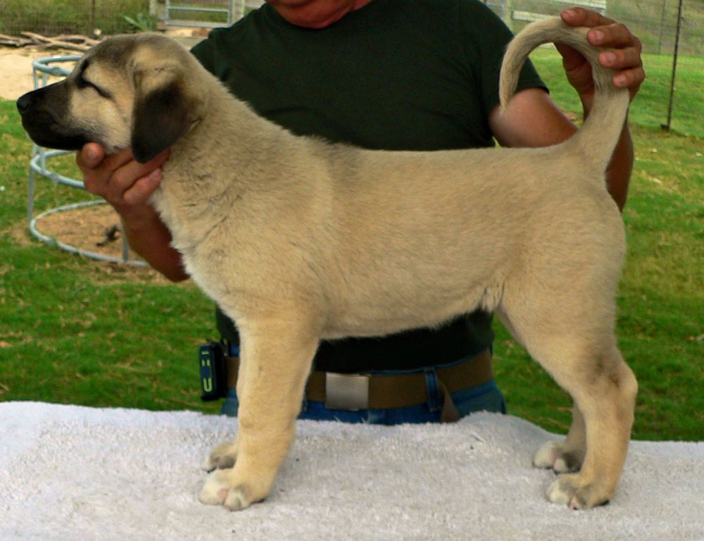  Bekci, Tiny Toes, Female Puppy 1, at Eight Weeks on 9/26/2014 from Kibar/Leydi 8/1/2014 litter