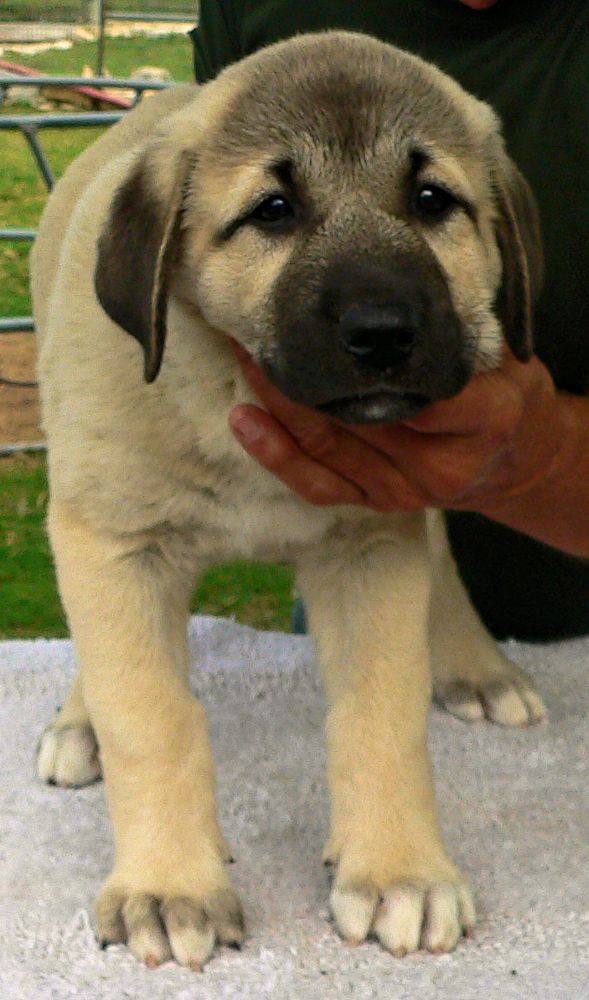 Tiny Toes, Female Puppy 1, at Eight Weeks on 9/26/2014 from Kibar/Leydi 8/1/2014 litter