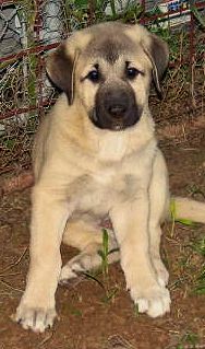 Tiny Toes, Female Puppy 1, at Nine Weeks on 10/02/2014 from Kibar/Leydi 8/1/2014 litter