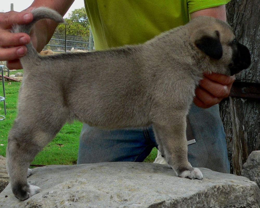 Jagged Toes, Female Puppy 2, at Four Weeks on 8/29/2014 from Kibar/Leydi 8/1/2014 litter