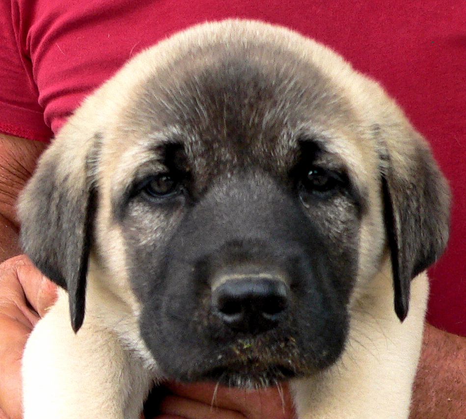 Jagged Toes, Female Puppy 2, at Six Weeks on 9/12/2014 from Kibar/Leydi 8/1/2014 litter