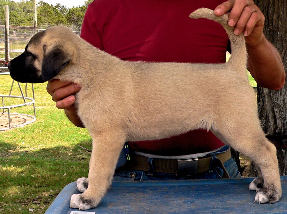 Jagged Toes, Female Puppy 2, at Six Weeks on 9/12/2014 from Kibar/Leydi 8/1/2014 litter