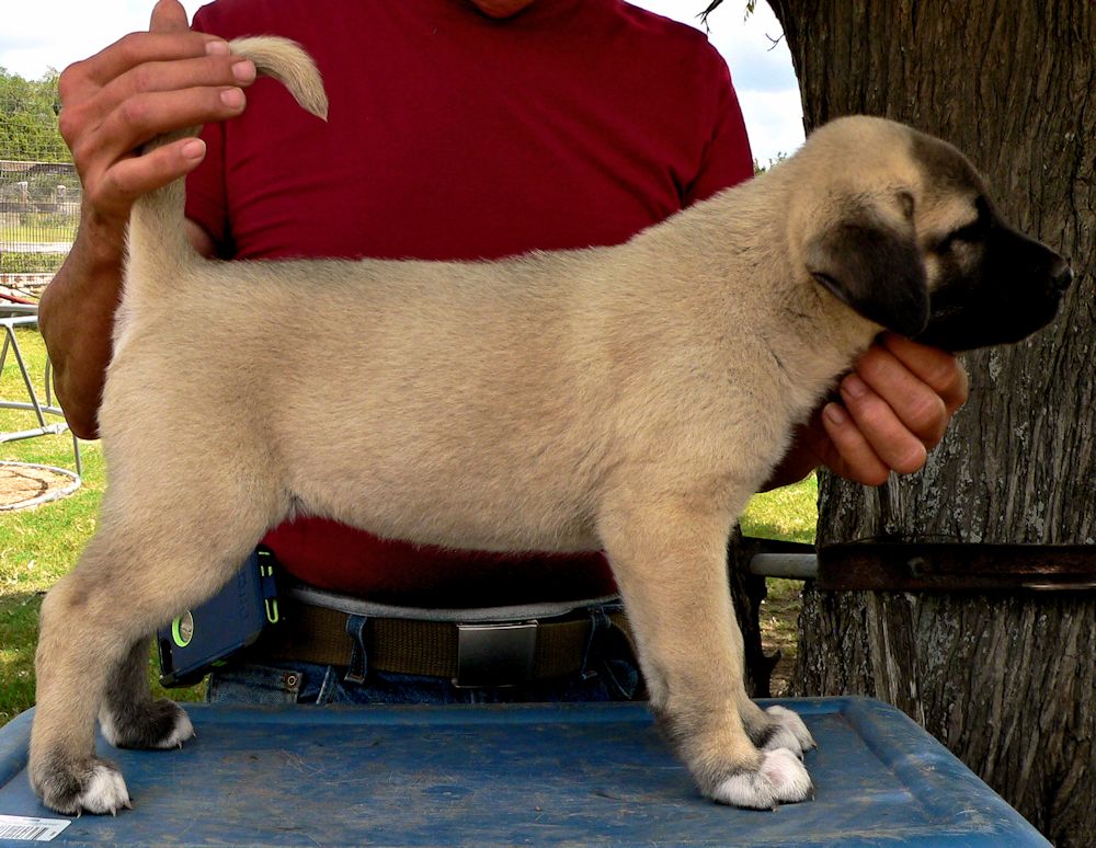 Jagged Toes, Female Puppy 2, at Six Weeks on 9/12/2014 from Kibar/Leydi 8/1/2014 litter